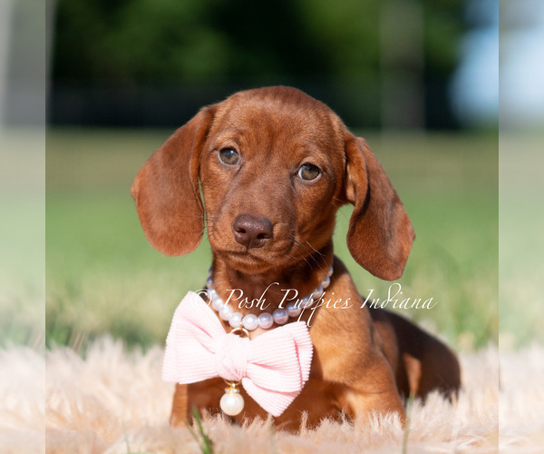 Medium Photo #3 Dachshund Puppy For Sale in WARSAW, IN, USA