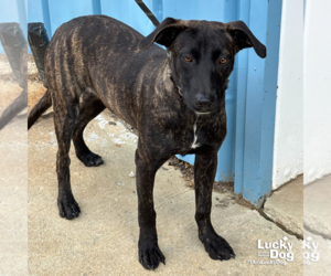 Labrador Retriever-Unknown Mix Dogs for adoption in Washington, DC, USA