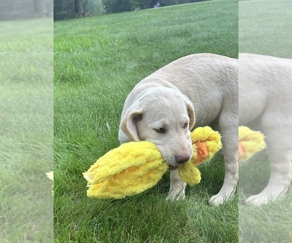 Medium Photo #15 Labrador Retriever Puppy For Sale in FREDERICKSBG, OH, USA