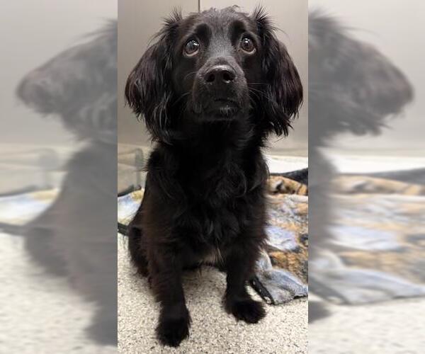 Medium Photo #1 Colonial Cocker Spaniel-Dachshund Mix Puppy For Sale in Westminster, MD, USA