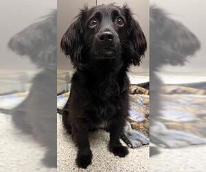 Colonial Cocker Spaniel-Dachshund Mix Dogs for adoption in Westminster, MD, USA