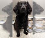 Poptart - Male Colonial Cocker Spaniel-Dachshund Mix Dog for Adoption - Small photo