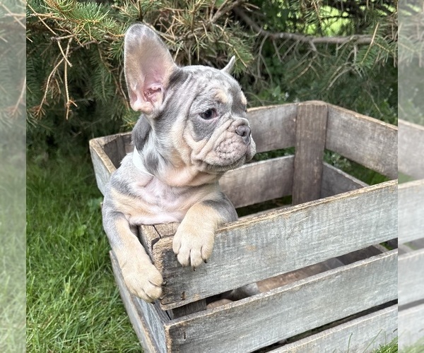 Medium Photo #5 French Bulldog Puppy For Sale in MIDDLEBURY, IN, USA