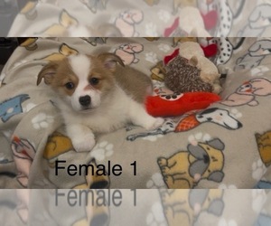 Pembroke Welsh Corgi Puppy for sale in GUTHRIE, KY, USA