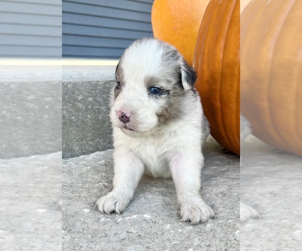 Medium Photo #3 Australian Shepherd Puppy For Sale in LODA, IL, USA