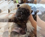Small Photo #11 Pug Puppy For Sale in HILLSDALE, MI, USA