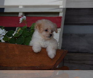 Pomeranian-Poodle (Toy) Mix Puppy for sale in SILEX, MO, USA