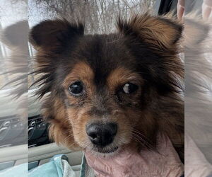 Mutt Dogs for adoption in Greenbelt, MD, USA