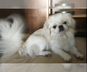 Mother of the Pekingese puppies born on 04/14/2022