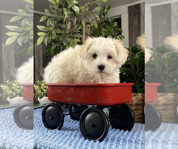 Medium Photo #3 Coton de Tulear Puppy For Sale in CANOGA, NY, USA