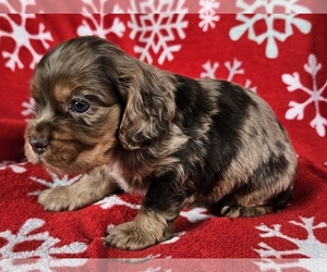 Cocker Spaniel Puppy for sale in PROVIDENCE, RI, USA