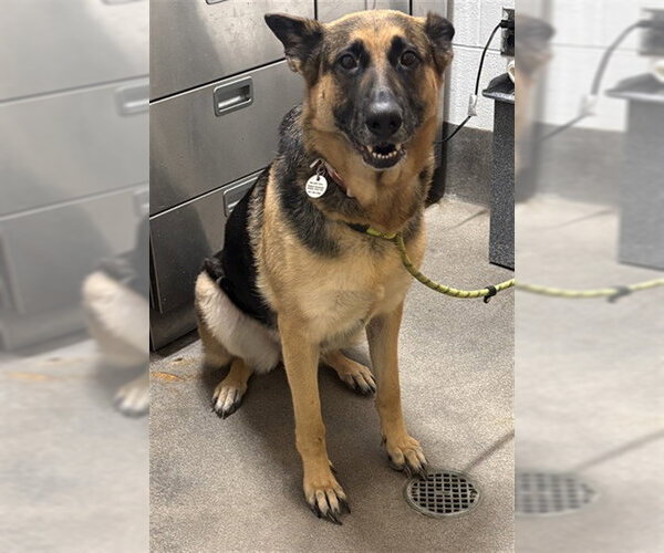 Medium Photo #1 German Shepherd Dog Puppy For Sale in Forestville, MD, USA