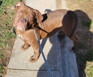 Olde English Bulldogge Puppy for sale in BALTIMORE, MD, USA