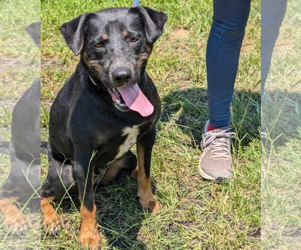 Medium Photo #4 Rottweiler-Unknown Mix Puppy For Sale in Anniston, AL, USA
