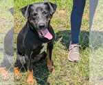 Small #3 Rottweiler Mix