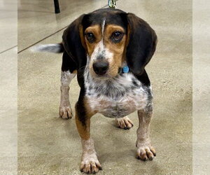 Beagle Dogs for adoption in Batavia, OH, USA