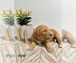 Small Photo #11 Goldendoodle Puppy For Sale in CONWAY, SC, USA