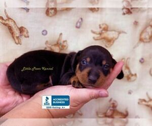 Dachshund Puppy for sale in WINNSBORO, LA, USA