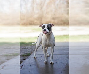 Mutt Dogs for adoption in Belleville, IL, USA