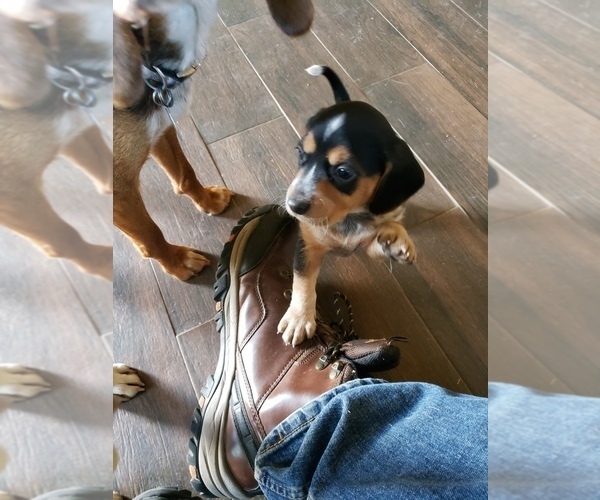 Medium Photo #9 Beagle Puppy For Sale in CENTRALIA, WA, USA