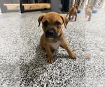 Small #1 Black Mouth Cur Mix