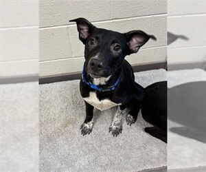 Labrador Retriever-Unknown Mix Dogs for adoption in Waterford, VA, USA