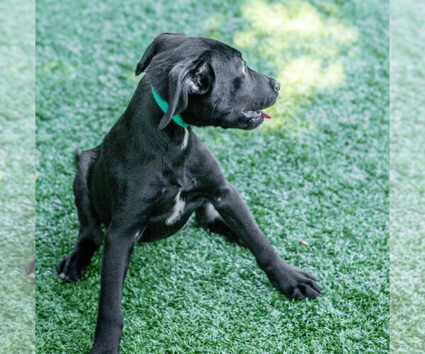 Medium Photo #4 Labrador Retriever-Unknown Mix Puppy For Sale in Hilton Head, SC, USA