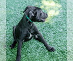 Small #3 Labrador Retriever Mix