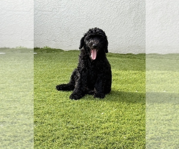 Medium Photo #31 Goldendoodle Puppy For Sale in GIBSONTON, FL, USA