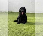 Small Photo #6 Goldendoodle Puppy For Sale in GIBSONTON, FL, USA