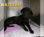 Small #3 Labrador Retriever Mix