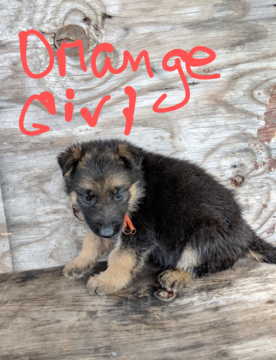 Medium Photo #1 German Shepherd Dog Puppy For Sale in MOUNT PLEASANT, TX, USA