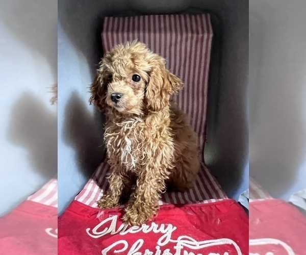 Medium Photo #2 ShihPoo Puppy For Sale in DURHAM, CT, USA