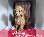 Small Photo #2 ShihPoo Puppy For Sale in DURHAM, CT, USA