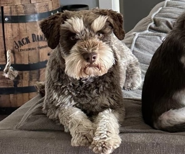 Medium Photo #1 Schnauzer (Miniature) Puppy For Sale in FLAT ROCK, AL, USA