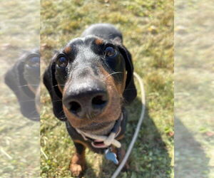 Dachshund Dogs for adoption in Springdale, PA, USA