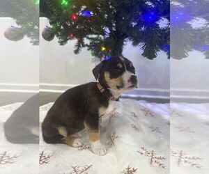 Labsky Dogs for adoption in Holly Springs, NC, USA