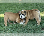 Small Photo #24 Bulldog Puppy For Sale in NORCO, CA, USA