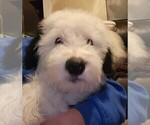 Small Photo #19 Old English Sheepdog Puppy For Sale in WILMINGTON, OH, USA