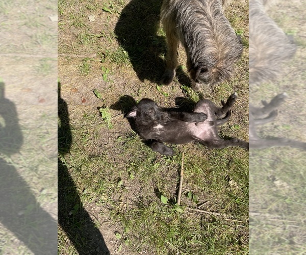 Medium Photo #14 Irish Wolfhound Puppy For Sale in ULYSSES, PA, USA