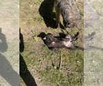 Small #13 Irish Wolfhound
