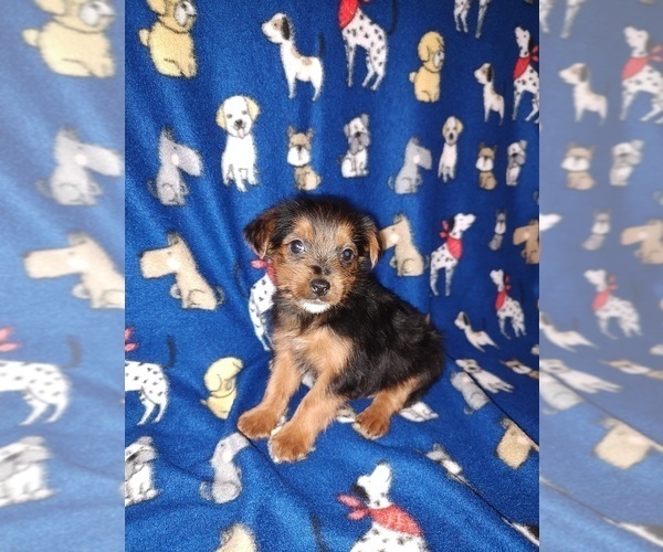 Medium Photo #14 Poodle (Toy) Puppy For Sale in LAPEER, MI, USA