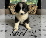 Small #1 Australian Shepherd