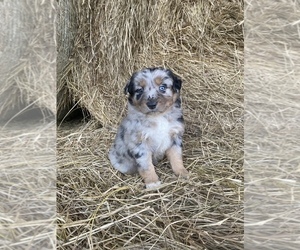 Australian Shepherd Puppy for Sale in CENTER, Kentucky USA