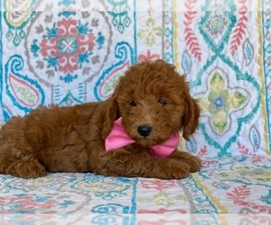 Goldendoodle Puppy for sale in LANCASTER, PA, USA