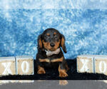 Small Photo #10 Dachshund Puppy For Sale in WARSAW, IN, USA