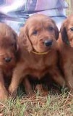 Irish Setter Puppy for sale in HARRISON, AR, USA