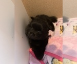 Small Photo #15 Pomeranian Puppy For Sale in GOSHEN, NY, USA