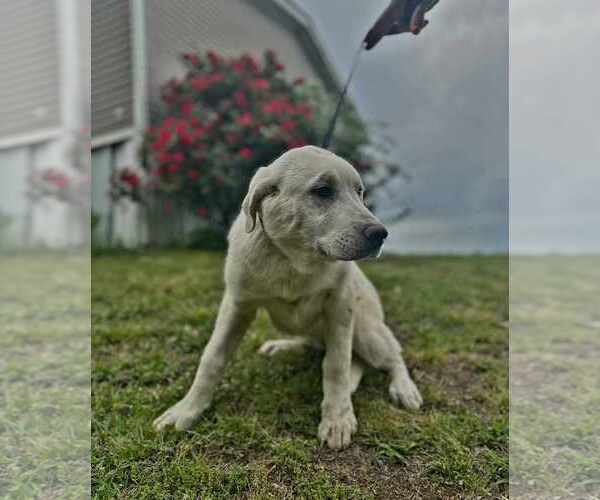 Medium Photo #1 Anatolian Shepherd-Labrador Retriever Mix Puppy For Sale in Scottsboro, AL, USA