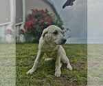 Small Anatolian Shepherd-Labrador Retriever Mix